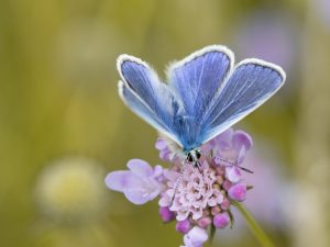 Common Blue on Small Scabious at Old Sulehay -Credit. Sarah Lamber