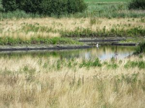Great Fen Rymes Reedbed - Credit. Kate Carver