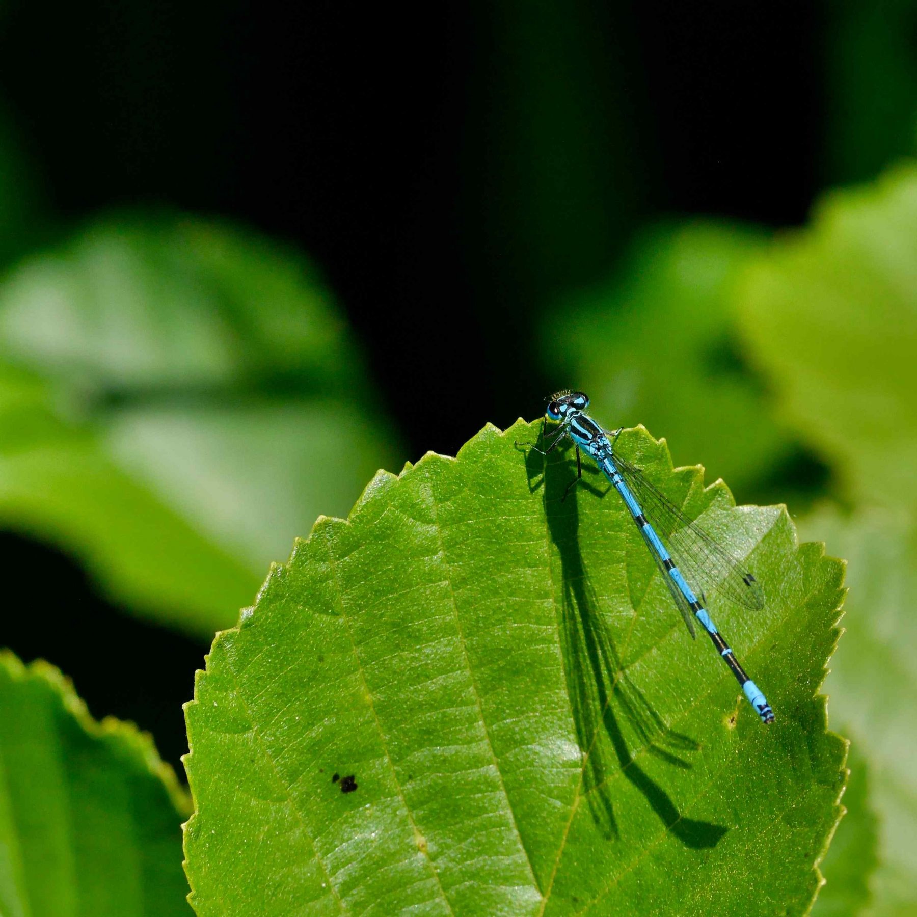 Dragons, Damsels & Nature for Mental Health – Cambridge Nature Network