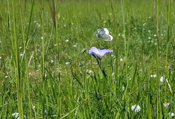 Wandlebury Restoration