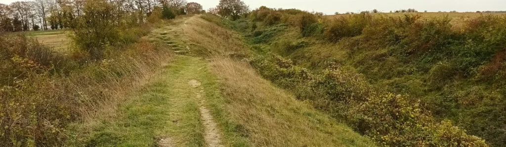 View of grassy track
