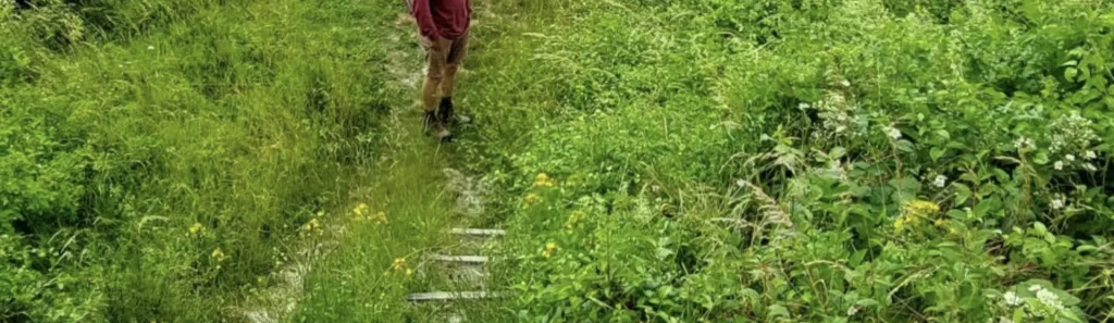 Person in a wildflower meadow