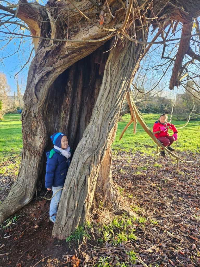 Small child hides and giggles in the trunk of a hollow willow tree