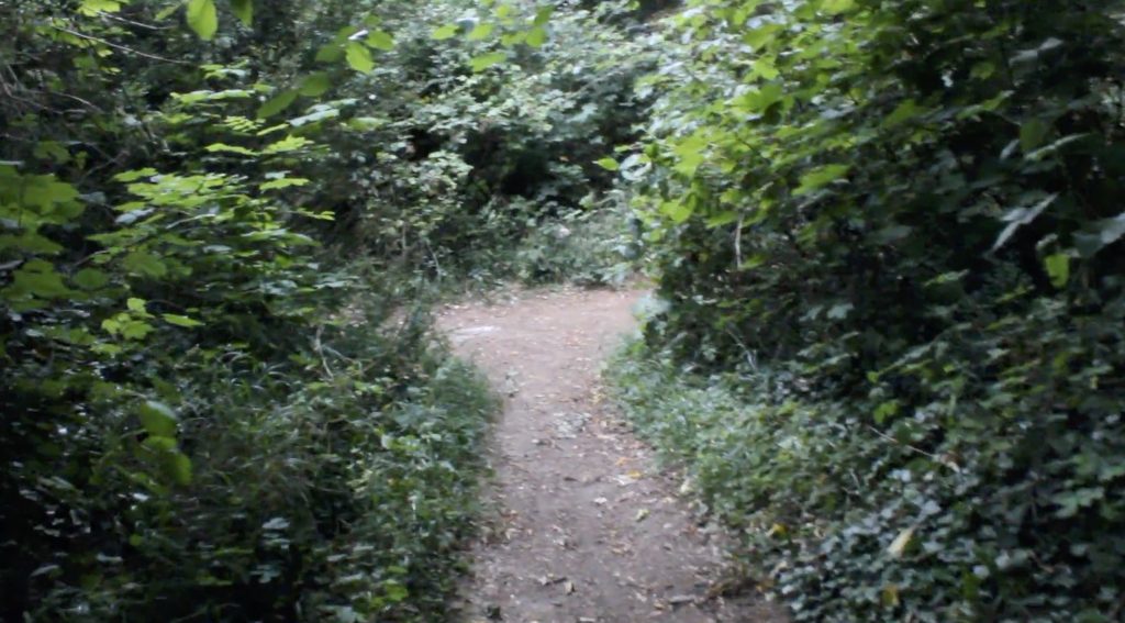 Woodland path