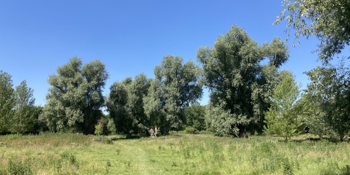 A line of willow trees